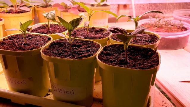 Чуть не остался без острого перца. Теперь рассады больше чем надо! 🙂 смотреть онлайн