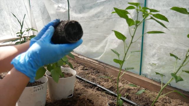 ОСТРЫЙ ПЕРЕЦ смотреть онлайн