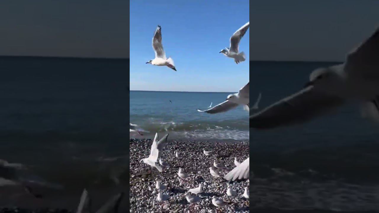 24.01.23 г. Погода Лазаревское #shorts #погодалазаревское #чайки #море #погодасочи #погоданаморе смотреть онлайн