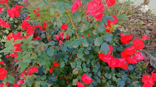 Morning Flower Ringtone Remix