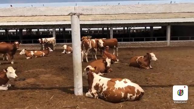 TOZZA 100%lik SIMENTAL BUZOQLAR va SIGIRLAR SOTILADI shoshiling☎️ смотреть онлайн