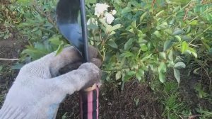 Корнеудалитель из Fix price. Обзор