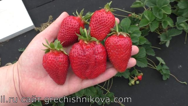 МАРИСОЛЬ ранний сорт клубники смотреть онлайн
