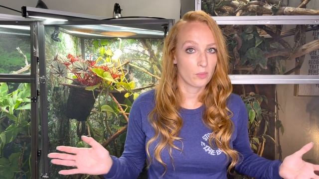 Why is my chameleon's mouth open? | Chameleon gaping смотреть онлайн