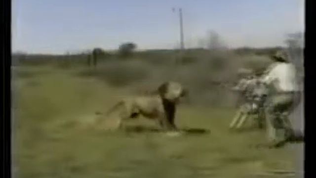 Лев атакует человека смотреть онлайн