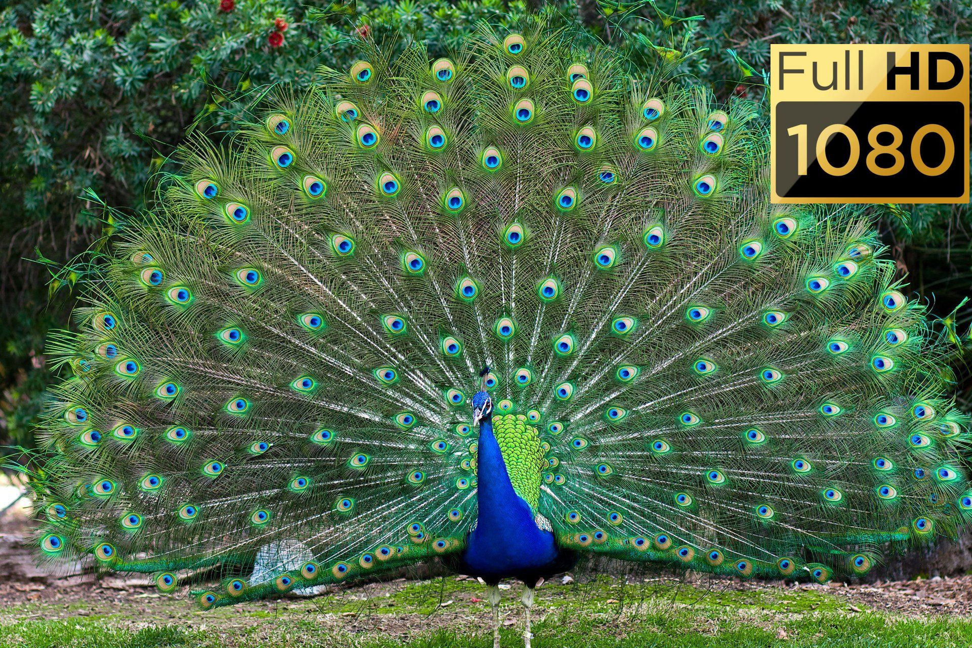 ЦАРСТВО ЖИВОТНЫХ Full HD 60 FPS для релаксации с успокаивающей музыкой смотреть онлайн