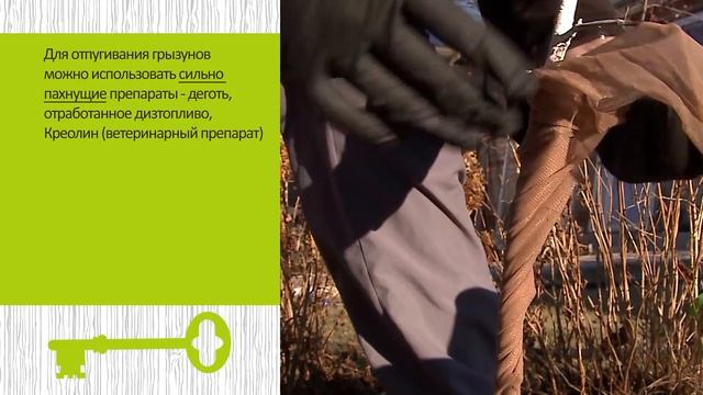 Как защитить растения в саду от мышей и зайцев Разные способы смотреть онлайн