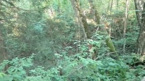 Дикие орхидеи России — Серия 1 — Венерин башмачок настоящий (Cypripedium calceolus)