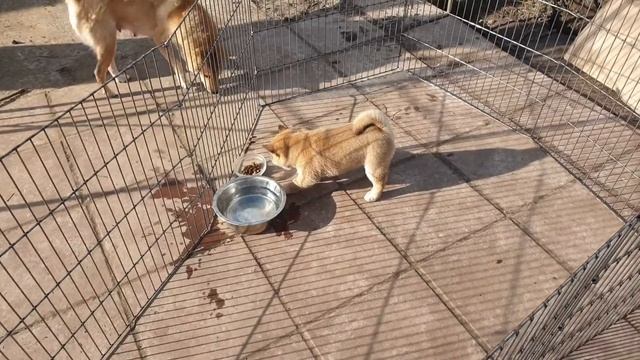 #shiba, #husky, #хаски Щенки Сиба-ину в клетке! смотреть онлайн