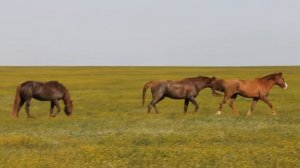 Дикие лошади Ростовской области