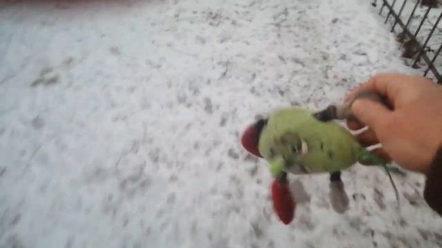 Мопсы на прогулке 10.02.2020 смотреть онлайн