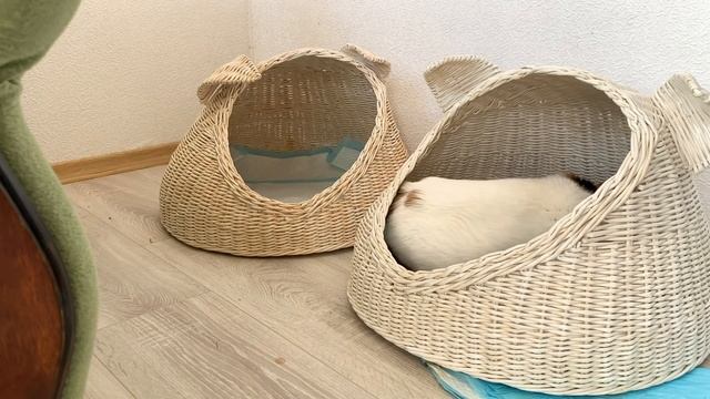 Momma Cat carries baby kitten in its teeth - compilation смотреть онлайн