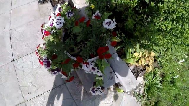 ЦВЕТЫ БЕЗ ХОЗЯЙКИ.ТОМАТЫ ГИГАНТЫ.2021 смотреть онлайн