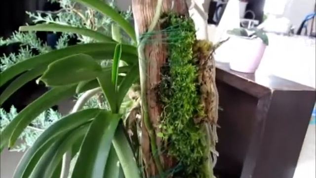 Посылка с орхидеями из магазина Schwerter Швертрер: Rhynchostylis, Ванда, Толумния смотреть онлайн