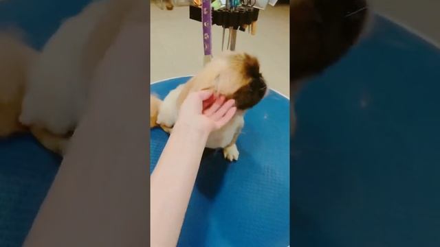 Стрижка пекинес смотреть онлайн