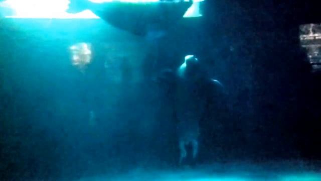 Morsa (Odobenus Rosmarus)