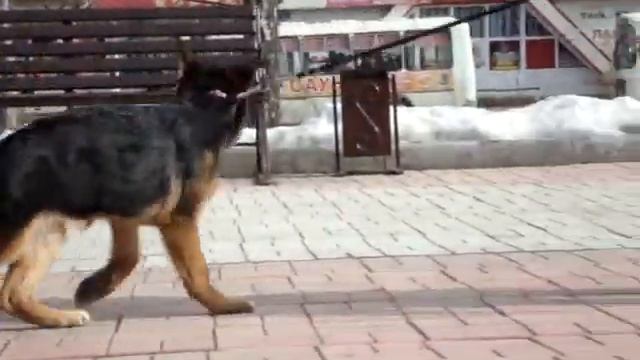 Немецкая овчарка 3,5 месяца смотреть онлайн