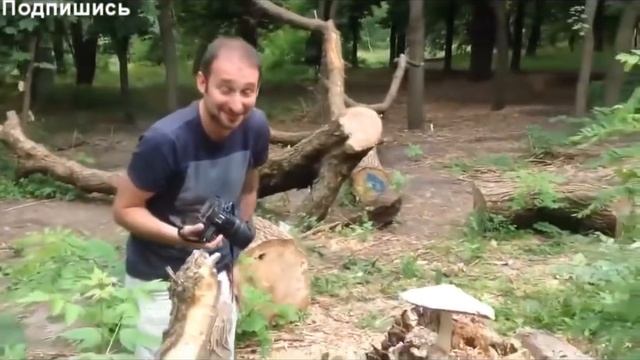 Это же мой гриб