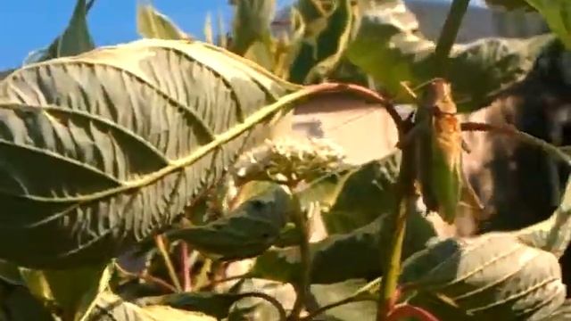 Жизнь кузнечика смотреть онлайн