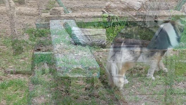 Кони_ферма в хуторе Нижне Грачинском. Телеграмм канал хозяина "Дед-Казак". Размещаю с его разрешения смотреть онлайн