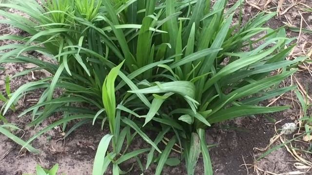 Дачные хроники. Эпизод 3. Сюрпризы приятные и не очень? #дача #сад #цветы #купилидачу смотреть онлайн