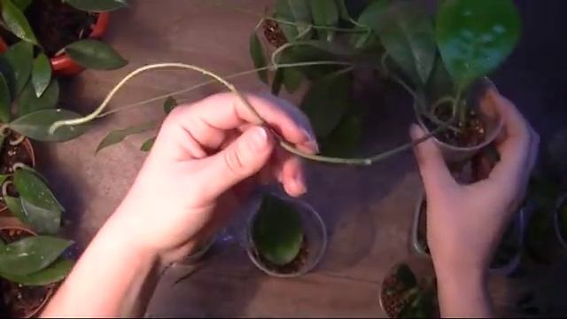 Хойя. Как размножать хойи. Как укоренить хойи. смотреть онлайн