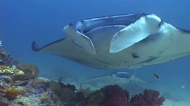 Buceo en Borneo смотреть онлайн