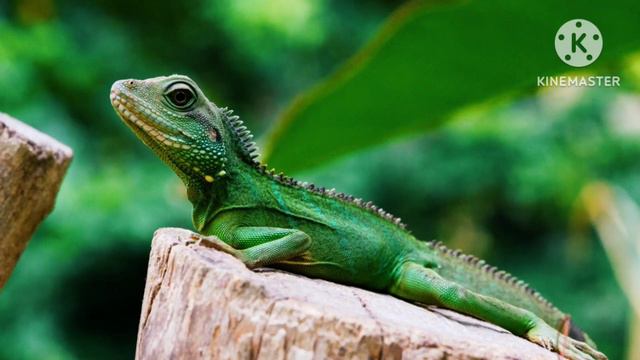 Разоблачение на Rainbowman_ смотреть онлайн