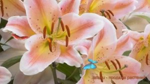 Лилия восточная Сэлмон Парти (salmon party) ? обзор: как сажать, луковицы лилии Сэлмон Парти