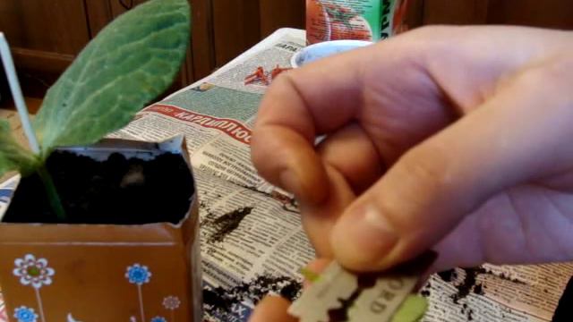 14 - Прививка арбуза уколом в точку роста смотреть онлайн