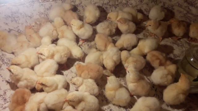 08- Микс вывод. И мне не стыдно. Не совершить ошибку.Не дооценили кур Мини мясные палевые