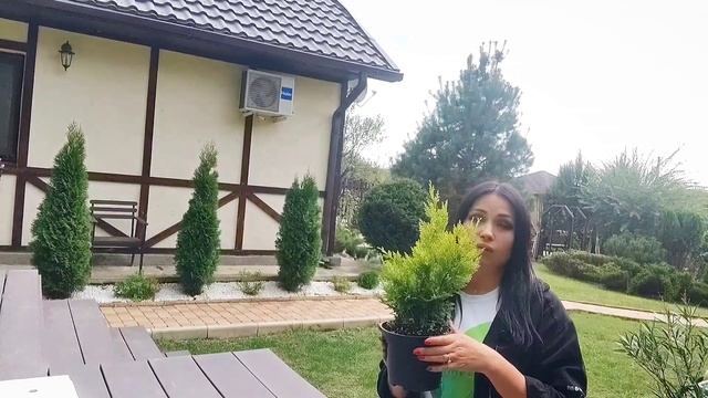 Купрессоципарис голд ривер. Ураа! Вас уже 1000 человек. Дарю подарок! смотреть онлайн