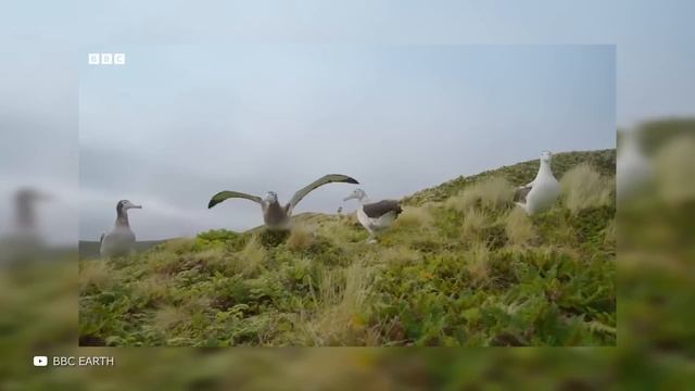 Самые Странные Брачные Игры у Животных смотреть онлайн