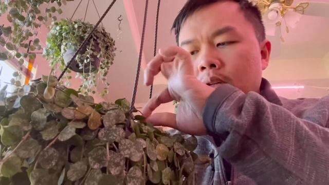 Costa Farms Hoya Curtisii Review смотреть онлайн