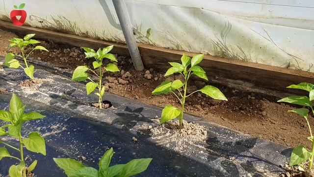 Primjena sode bikarbone u vrtu смотреть онлайн