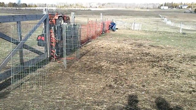 Papillon and Border Collie Round Up Ducks смотреть онлайн