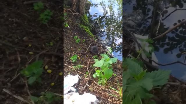 Чудо зверь (водяная крыса вышла к ногам рыбака) смотреть онлайн