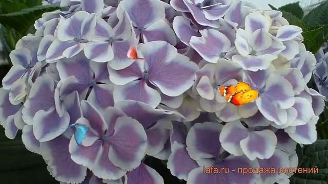 Гортензия крупнолистовая Марико (mariko) ? обзор: как сажать, саженцы гортензии Марико смотреть онлайн