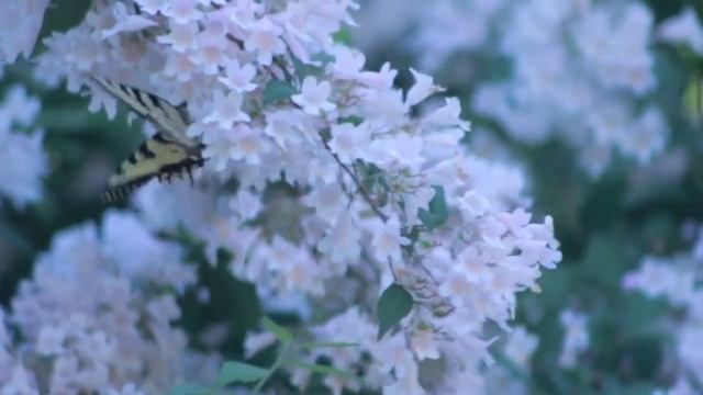 Какие красивые бабочки! Прекрасные бабочки на цветах... смотреть онлайн