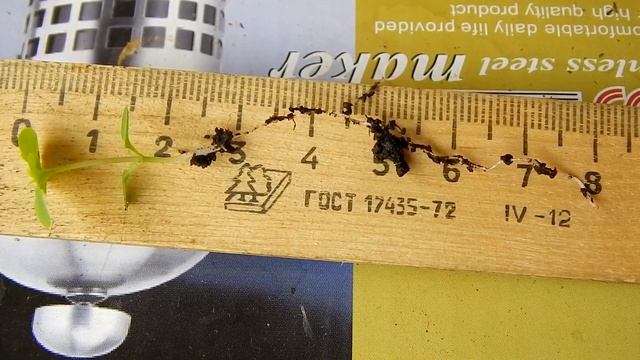 ? #2 Сеянцам платикодона 21 день. Пикирую. | Платикодон. Выращивание из семян смотреть онлайн