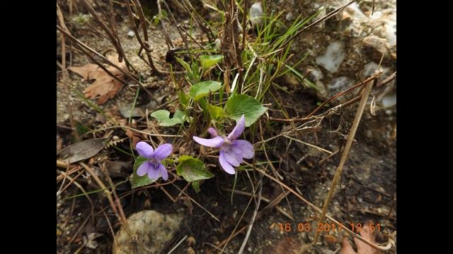 Viola odorata wood violet, , English violet, common violet, florist's violet, garden violet смотреть онлайн