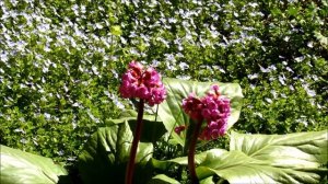 Какие цветы посадить  возле  дома