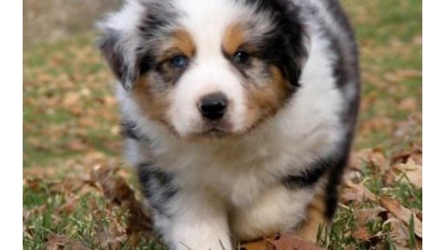 ПОРОДА АВСТРАЛИЙСКАЯ ОВЧАРКА (АУССИ) смотреть онлайн