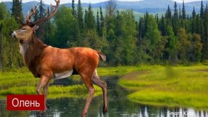 Животные для детей часть 4 | Дикие Животные | Учим названия и звуки Животных