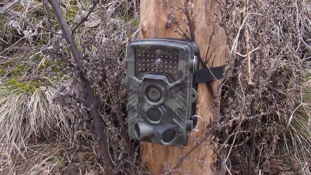 Отзыв на Фотоловушку и Аккумуляторы с Алиэкспресс. смотреть онлайн