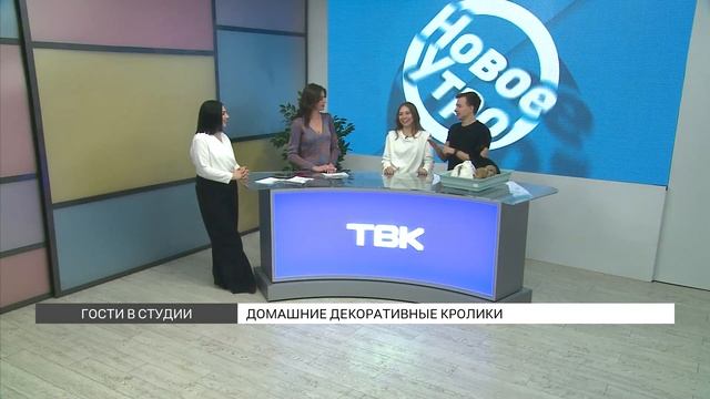 Декоративные кролики: содержание и уход смотреть онлайн