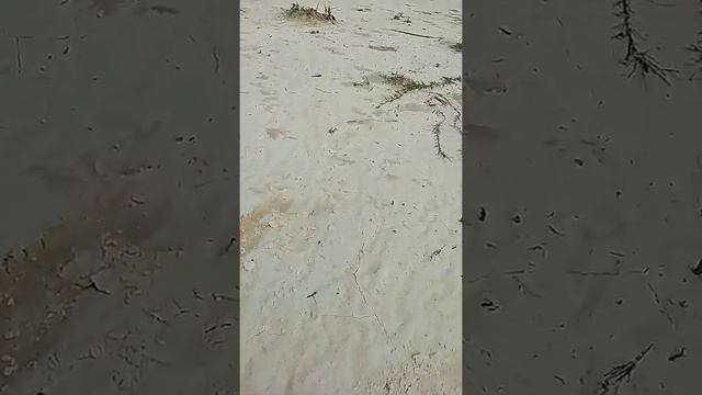 My Milo VID 20200917 082822 HSR 120 смотреть онлайн