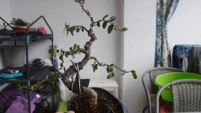 ТОП 3 самых простых видов БОНСАЙ для начинающих. Советы по уходу за бонсай. Bonsai for Beginners смотреть онлайн