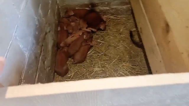 Дюрки 4 дня. смотреть онлайн