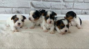 Бивер-йорк, разновидности Йорка, о породе Бивер